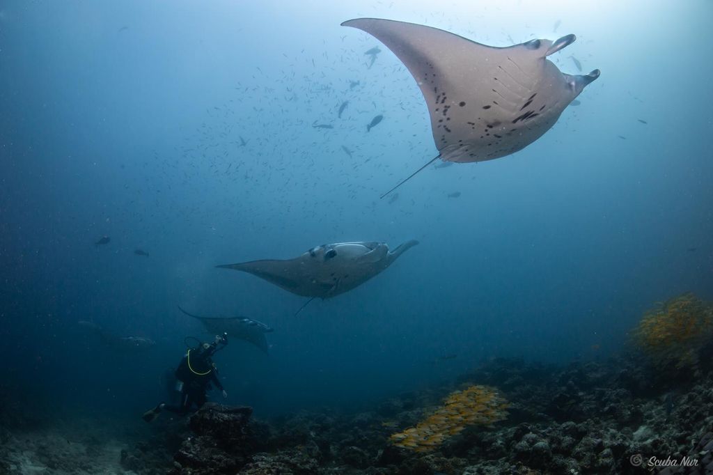 raie manta et plongeur